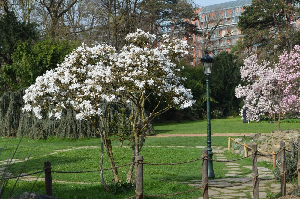 magnolias en fleurs