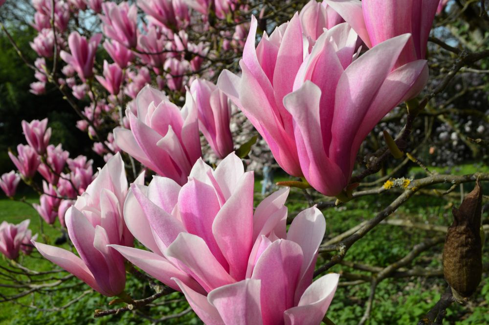 magnolias en fleurs