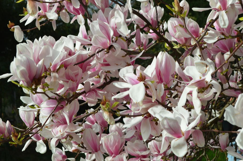magnolias en fleurs