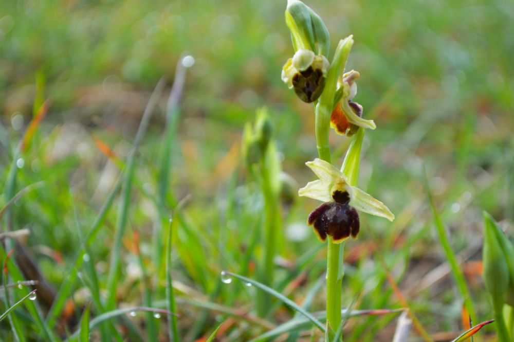 ophrys de mars