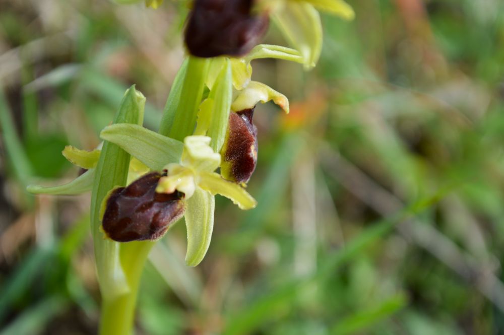 ophrys de mars