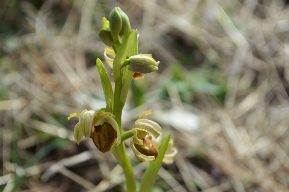 ophrys de mars