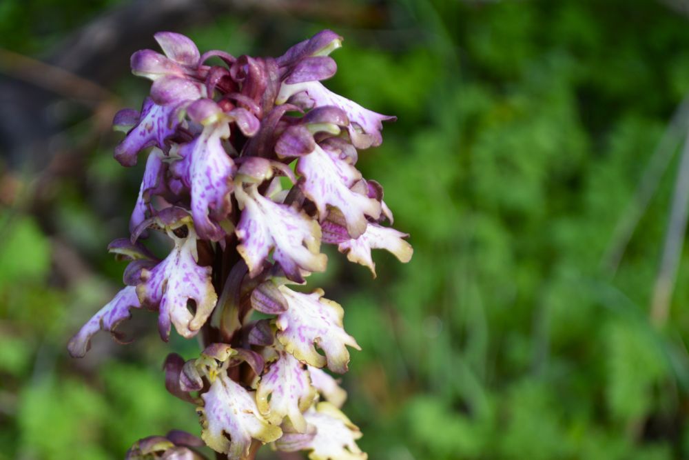 orchis géant