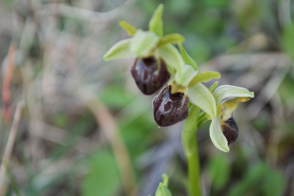 ophrys de mars