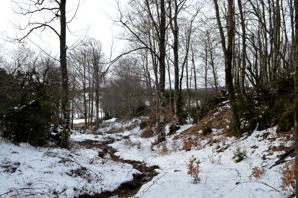 paysage enneigé traversé par un ruisseau