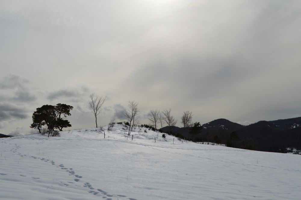 paysage enneigé du Vercors