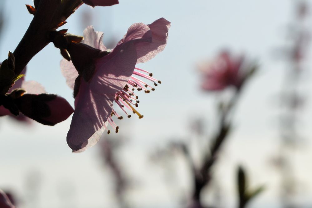 fleur d'arbre fruitier