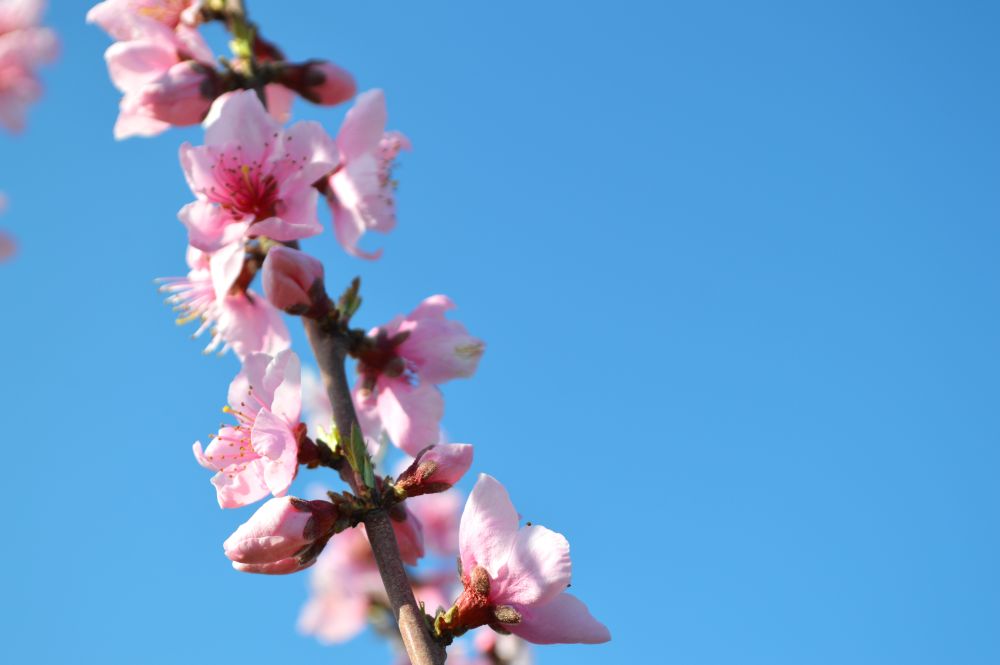 fleurs de pêcher