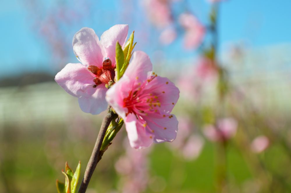 fleurs de pêcher