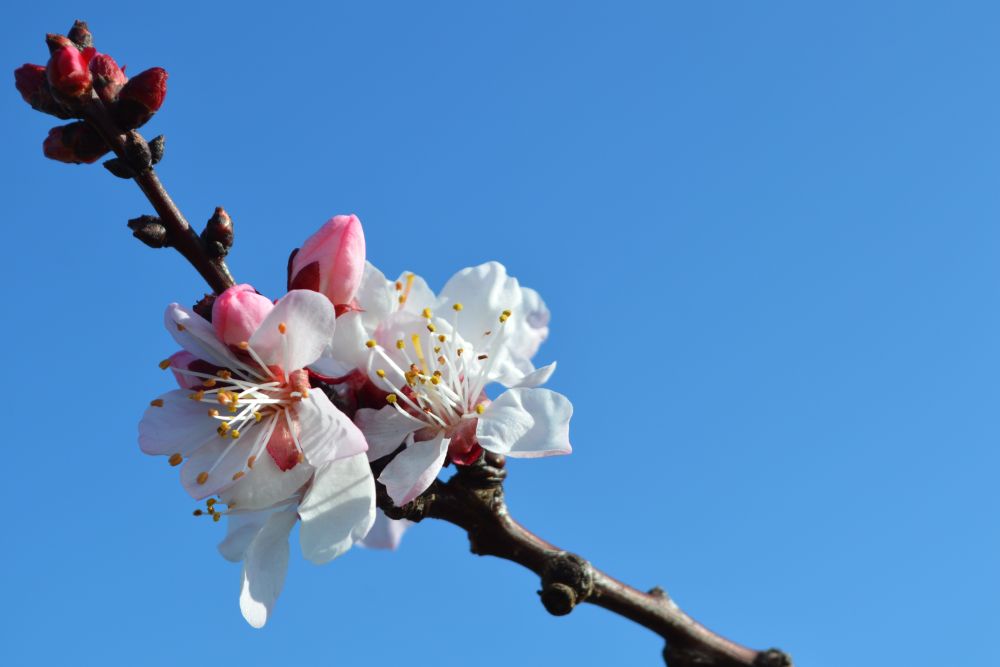 fleurs d'abricotier