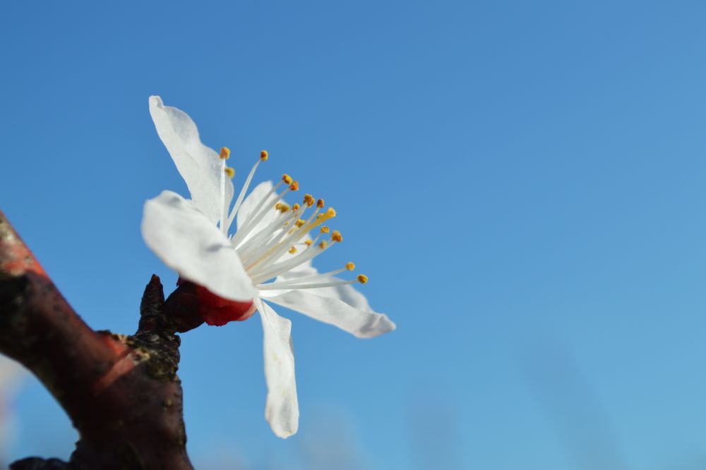 fleurs d'abricotier