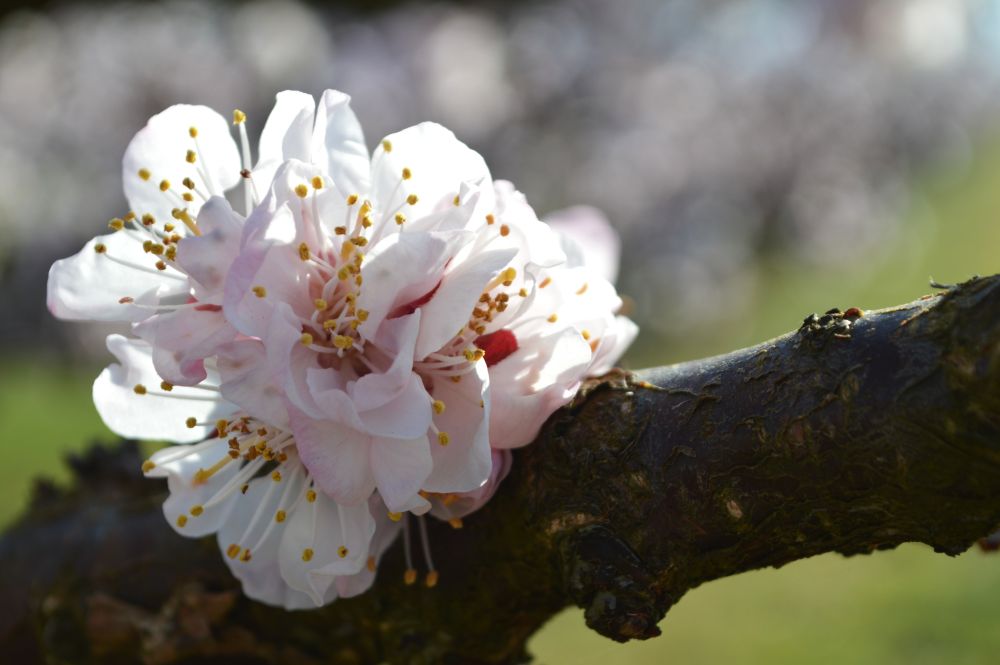 fleurs d'abricotier