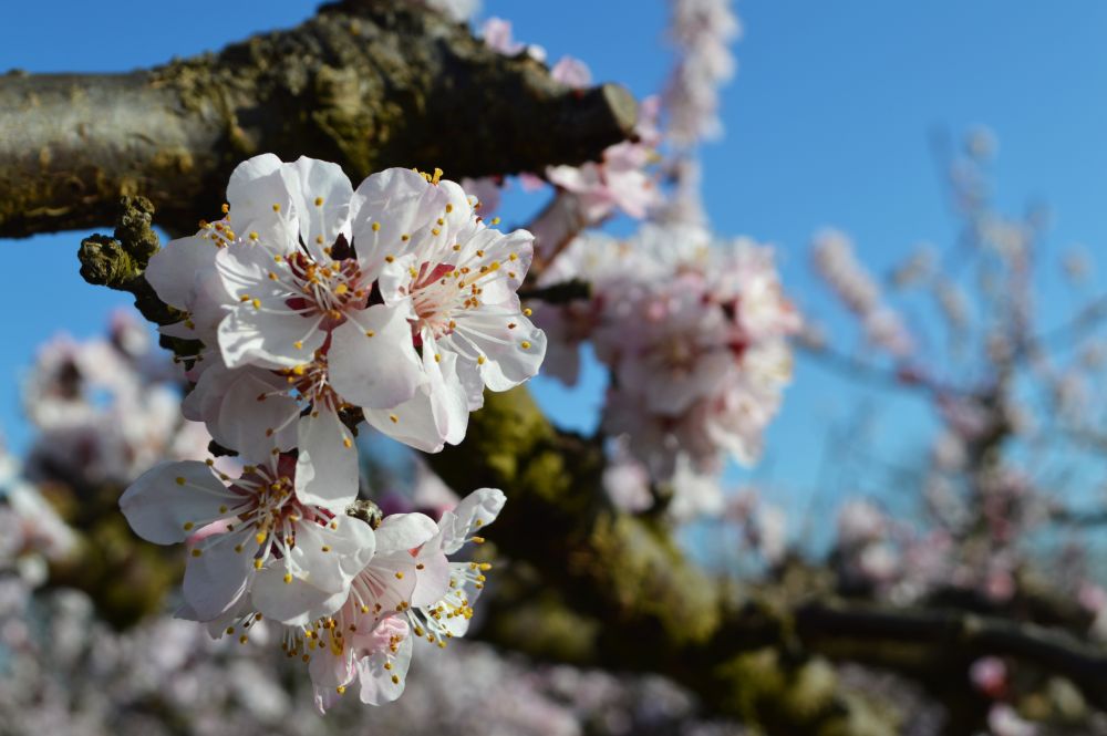 fleurs d'abricotier