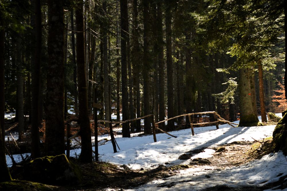 foret légèrement enneigée dans le Vercors