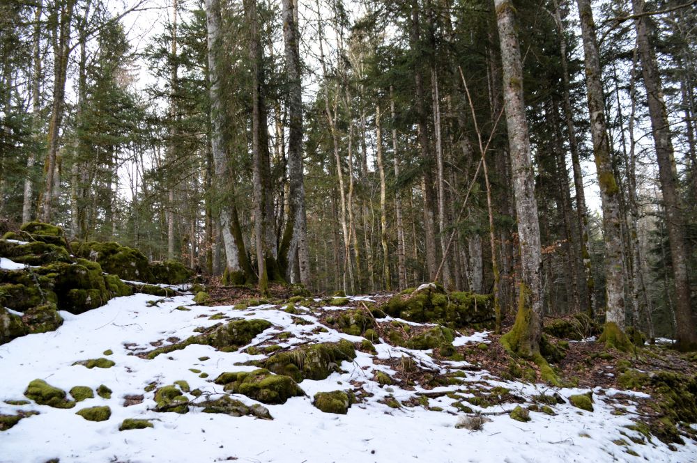 foret légèrement enneigée dans le Vercors