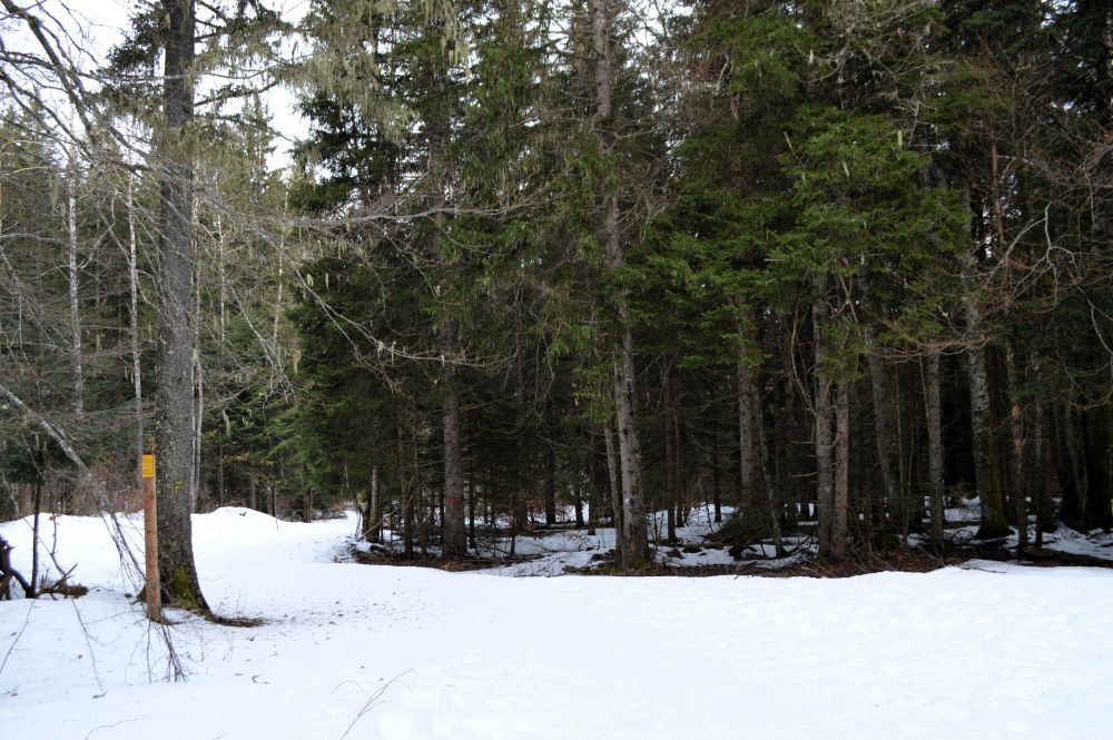 foret légèrement enneigée dans le Vercors