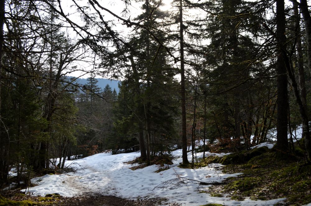 foret légèrement enneigée dans le Vercors