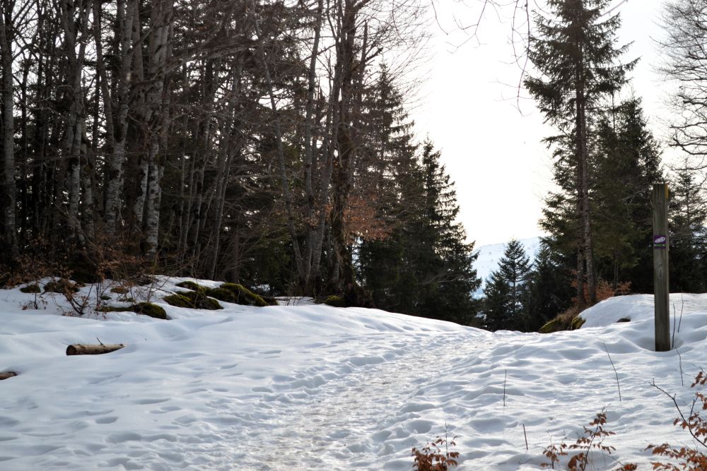 foret légèrement enneigée dans le Vercors