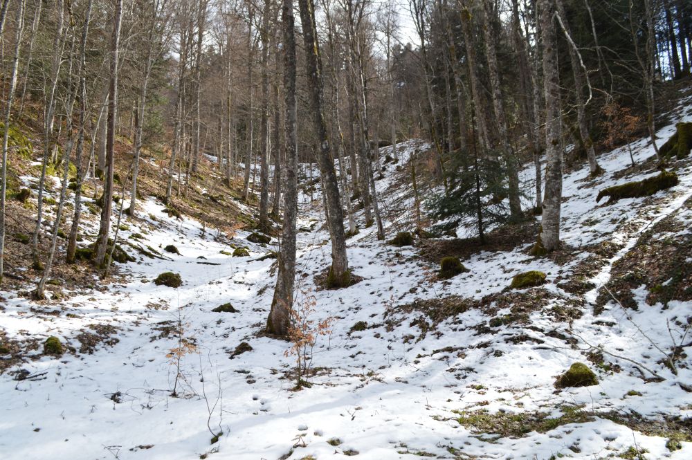 dans la forêt avec un peu de neige au sol