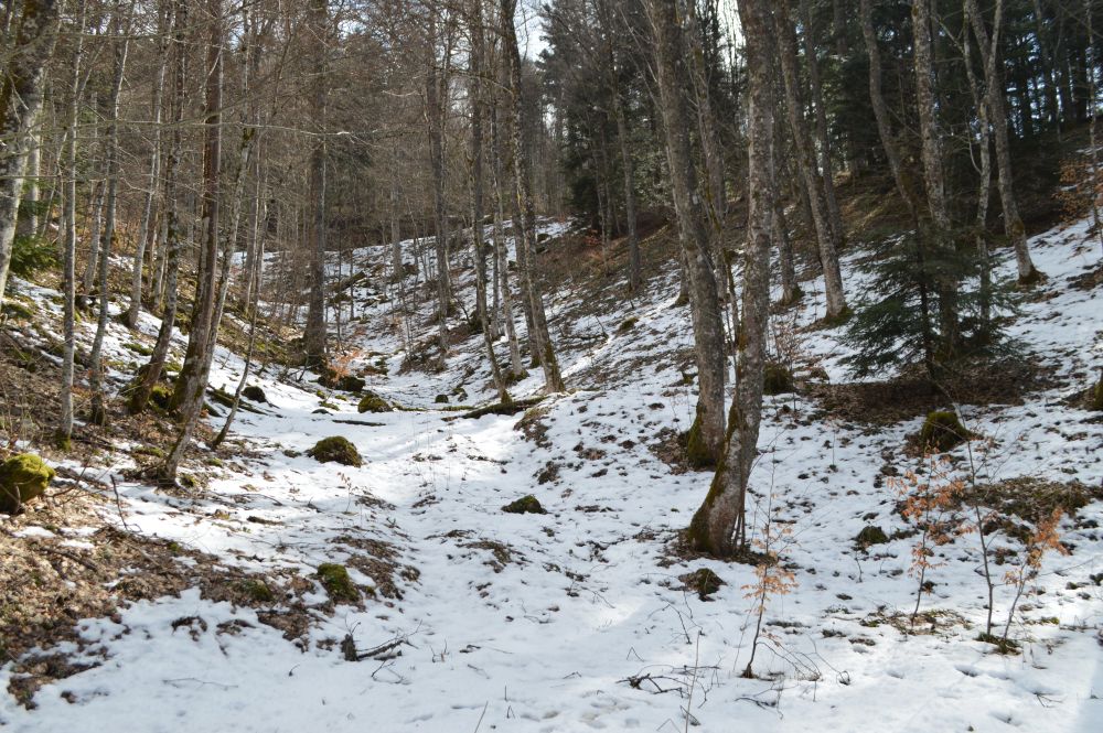 dans la forêt avec un peu de neige au sol