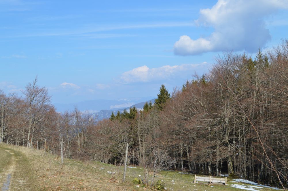 un pré dans une clairière