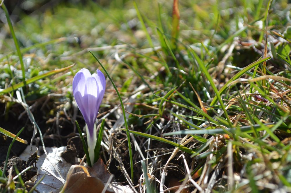 crocus violet