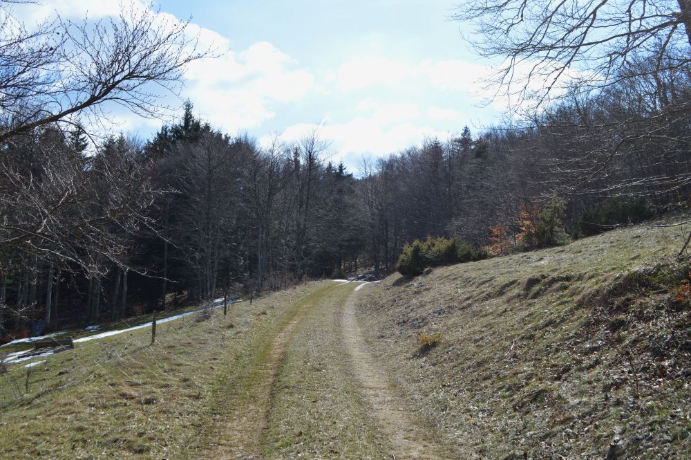 chemin le long de la forêt