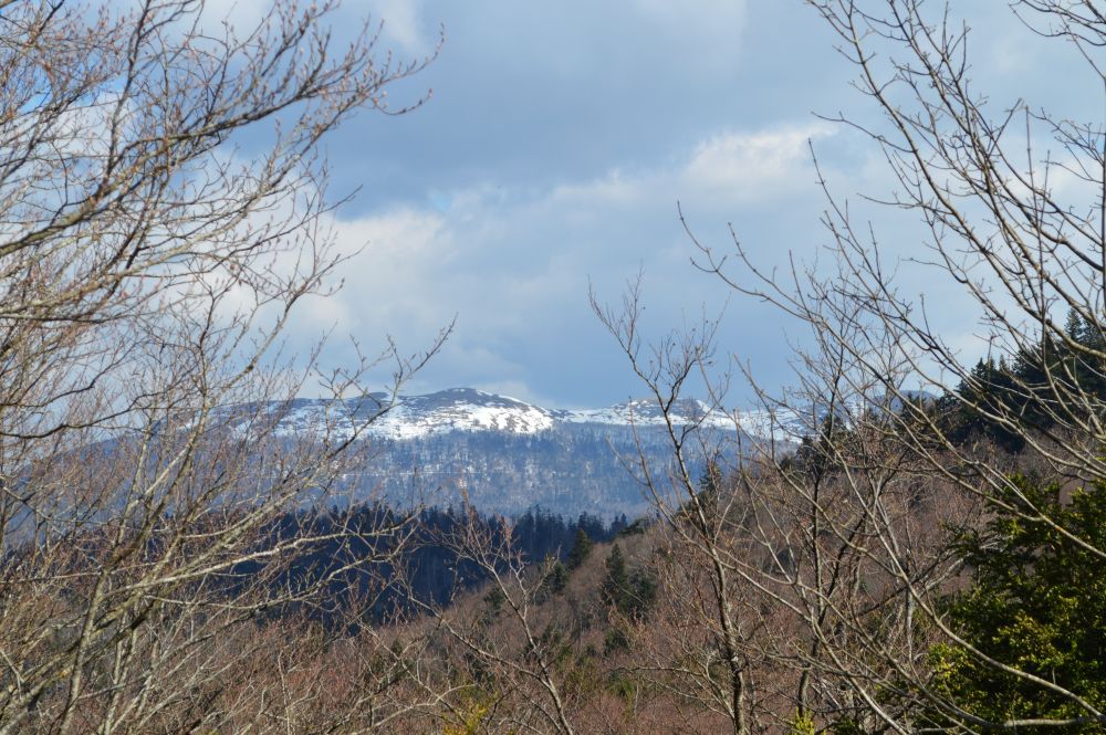 sommets enneigés à travers des branches d'arbres en hiver