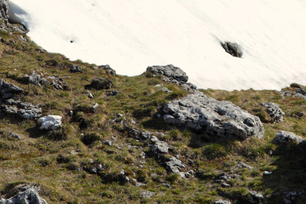 une marmotte dans l'herbe au milieu des rochers à côté d'une plaque de neige