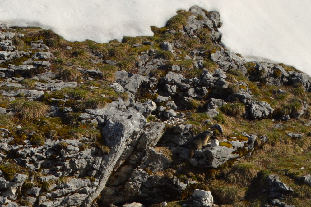 une marmotte dans l'herbe au milieu des rochers à côté d'une plaque de neige