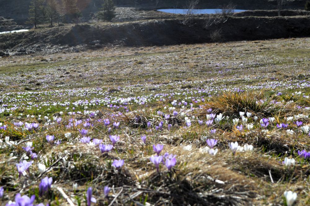 tapis de crocus sur l'alpage