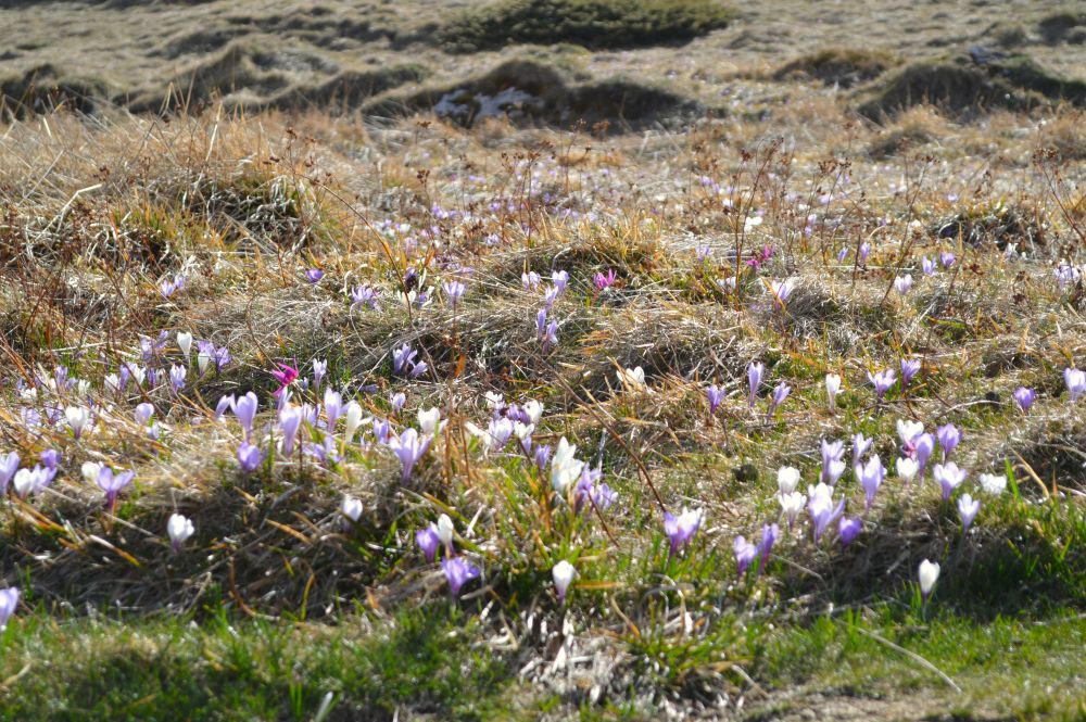 tapis de crocus sur l'alpage de Font d'Urle