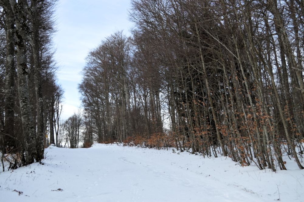 chemin enneigé en forêt