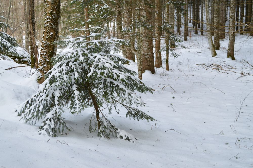 sapin enneigé