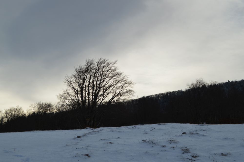 champ enneigé avec un arbre solitaire