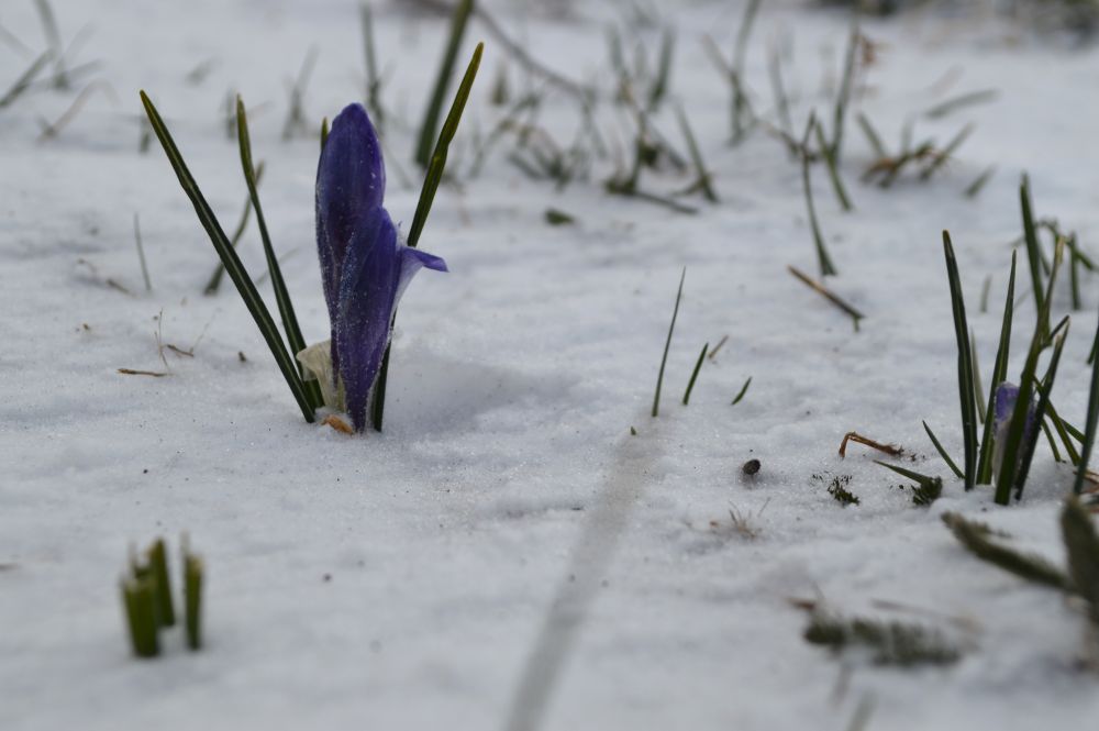 fleur de crocus dans la neige
