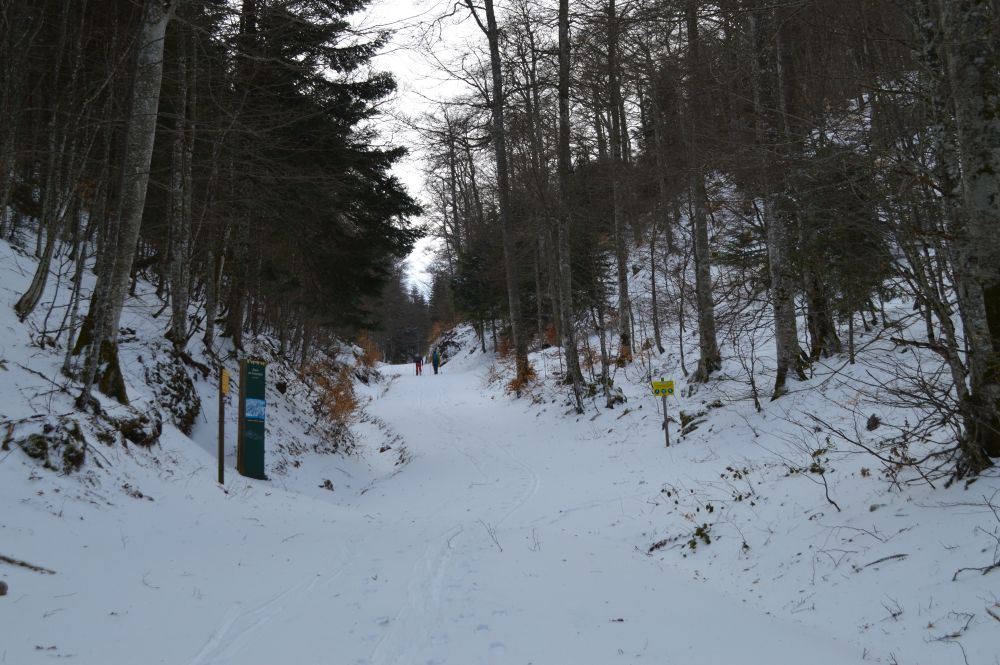 chemin enneigé dans la forêt