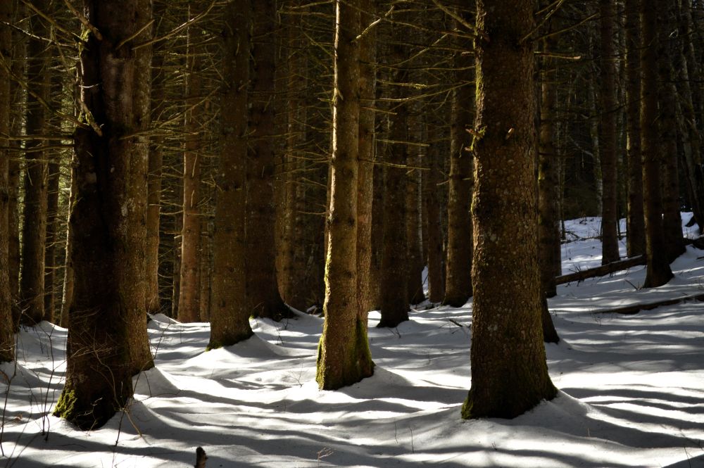 sous bois enneigé