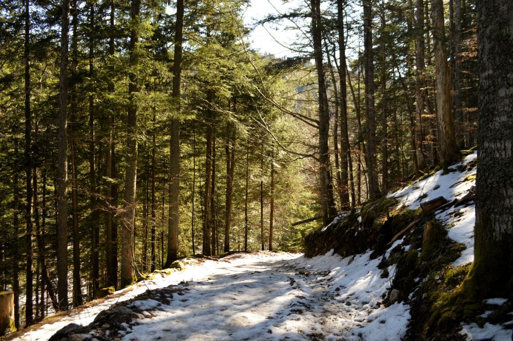 chemin enneigé en sous bois
