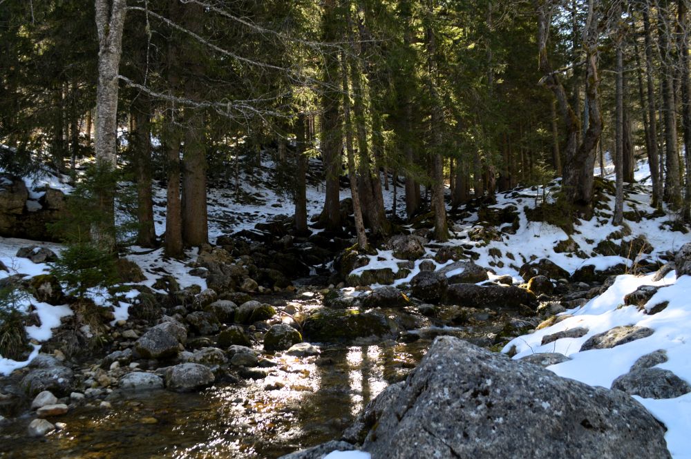 ruisseau dans un sous bois enneigé