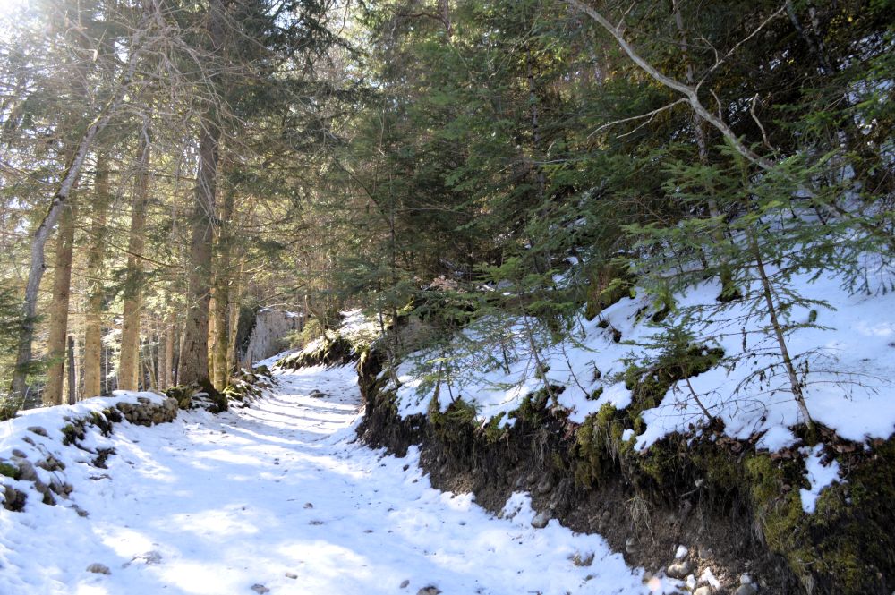 chemin enneigé en sous bois
