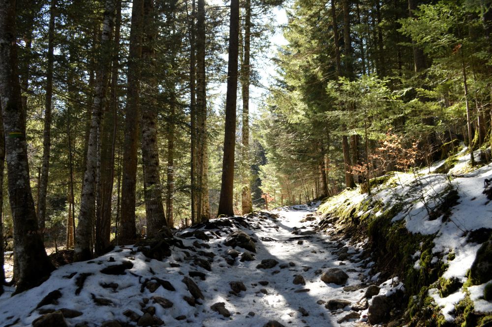 chemin enneigé en sous bois