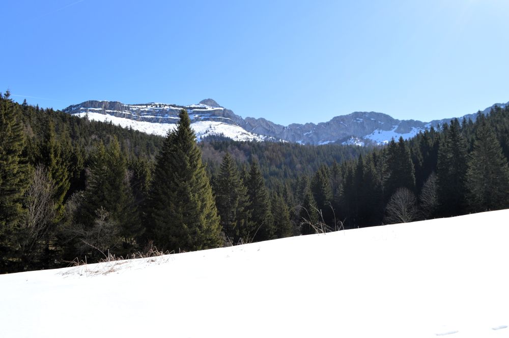 paysage de montagne avec une forêt de sapin et de la neige sur les sommets