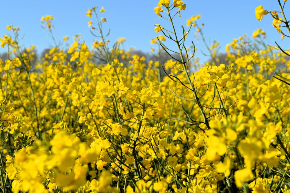 colza en fleurs