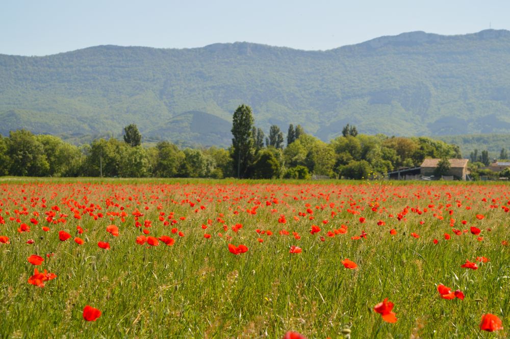 champ de coquelicots au pied du Vercors