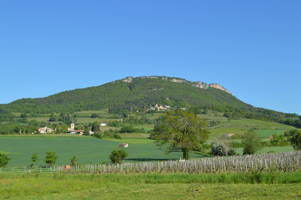 des vignes au pied d'une montagne dans un paysage verdoyant