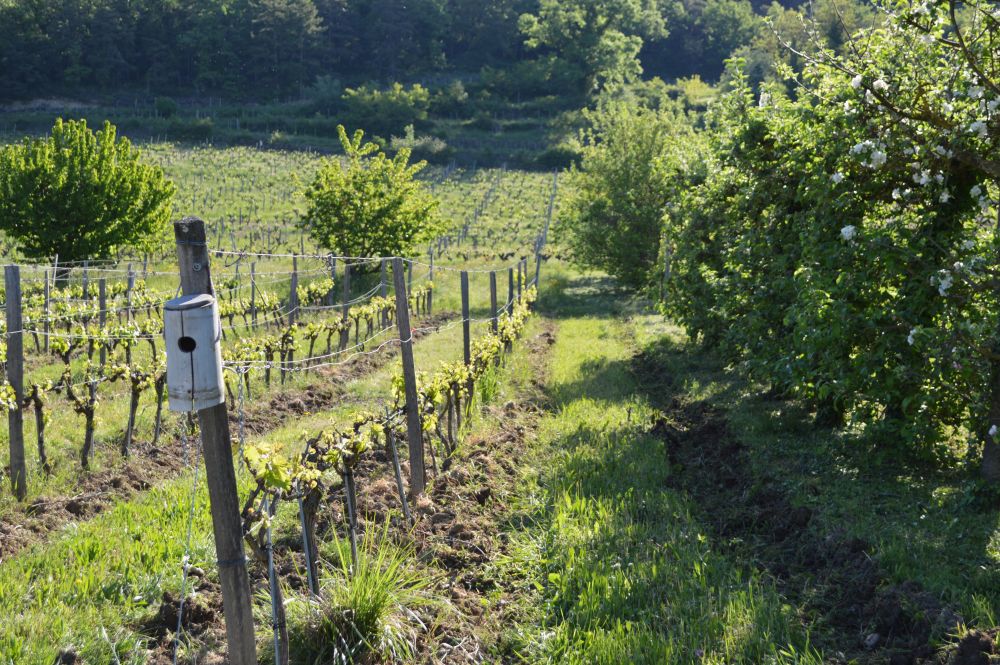 vignes bordées d'arbres