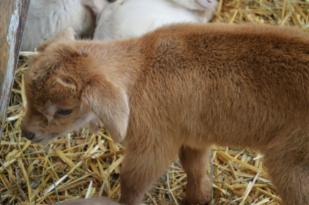 chevreau