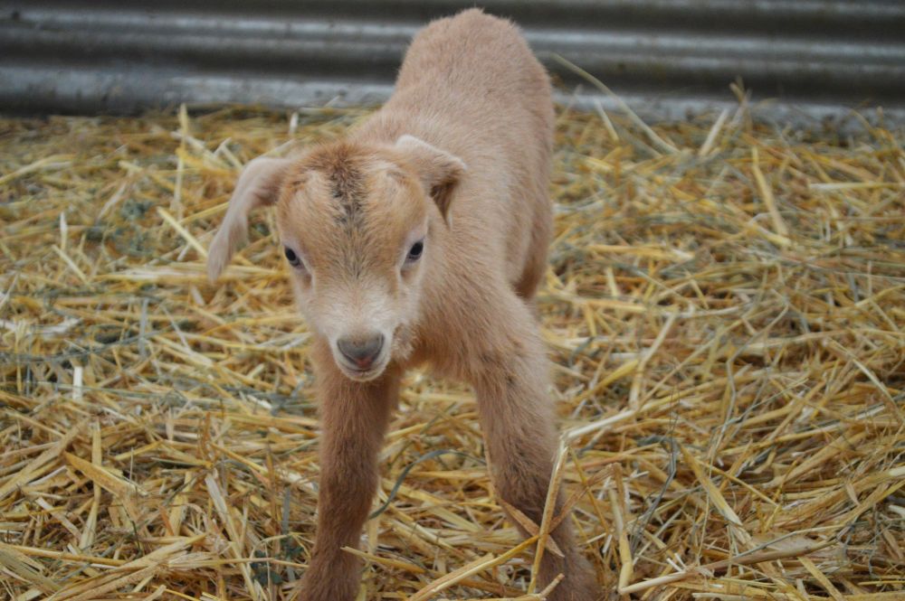 chevreau