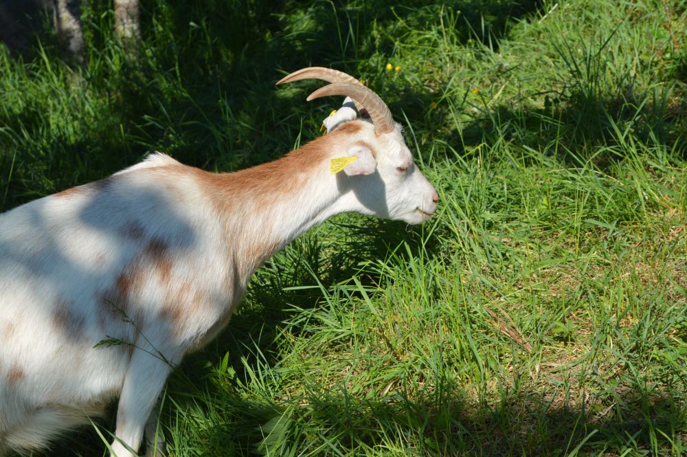 chèvre